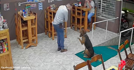 Café interior security image showing a man interacting with a seated dog while another customer watches from a high table in the background.