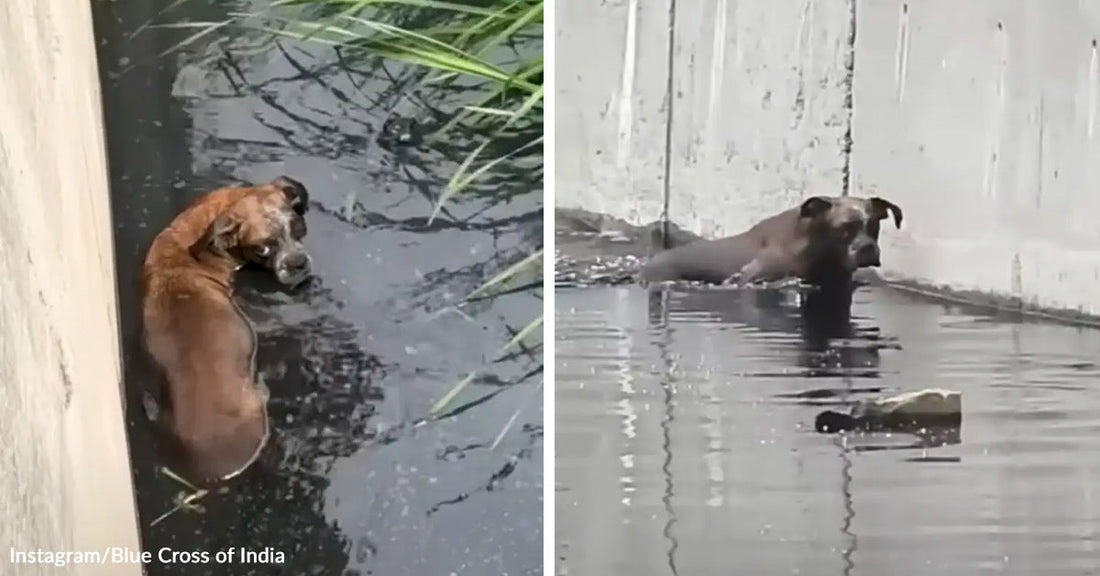 Split image of a brown dog stranded in dark floodwater beside a wall, shown in two views while partially submerged in a drainage canal.