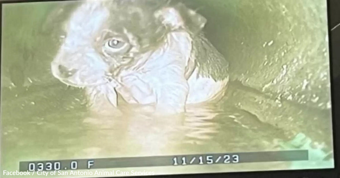 Puppy trapped in a drain, partially submerged in water.