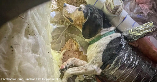 Black-and-white hound lies trapped inside a dusty duct or crawl space surrounded by insulation and pipes.