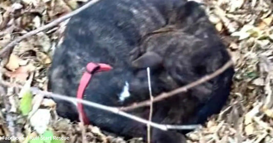 A dog curled up in leaves, wearing a red collar, resting peacefully.