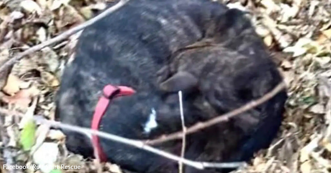 Black dog with red collar curled up under leaves.