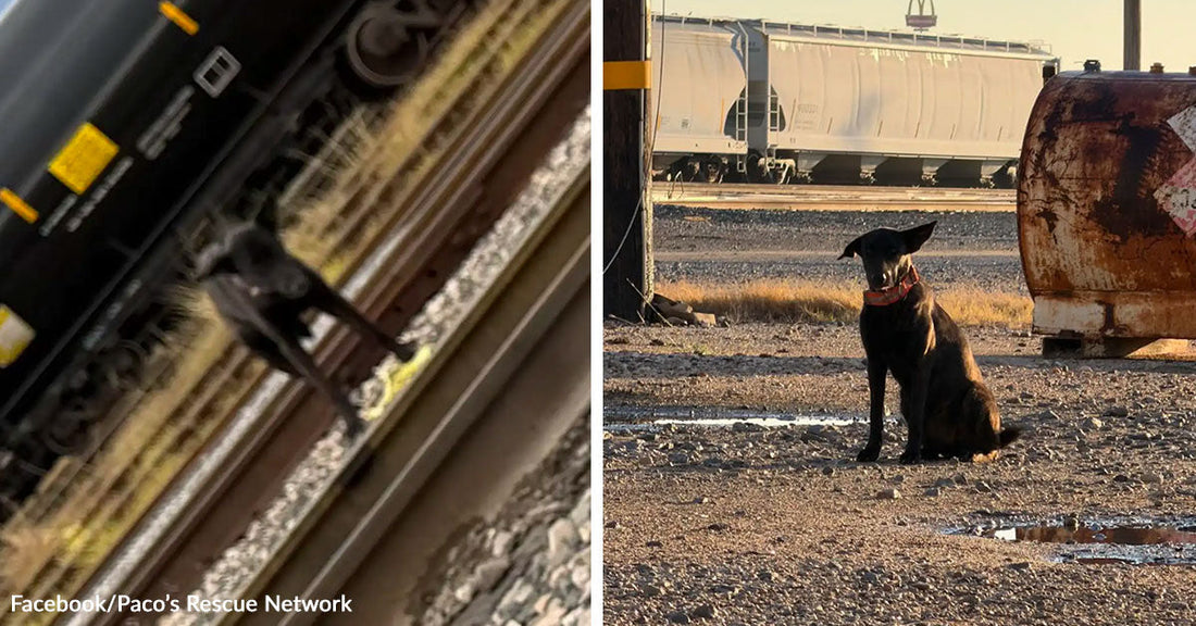 Dark dog standing near railroad tracks in a tilted photo; paired with the same dog sitting alone on gravel in an industrial rail yard.