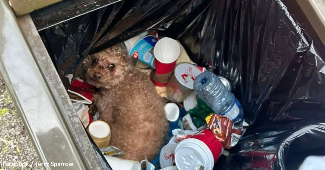 Poodle sits among trash in a garbage bin, looking curiously at the camera.