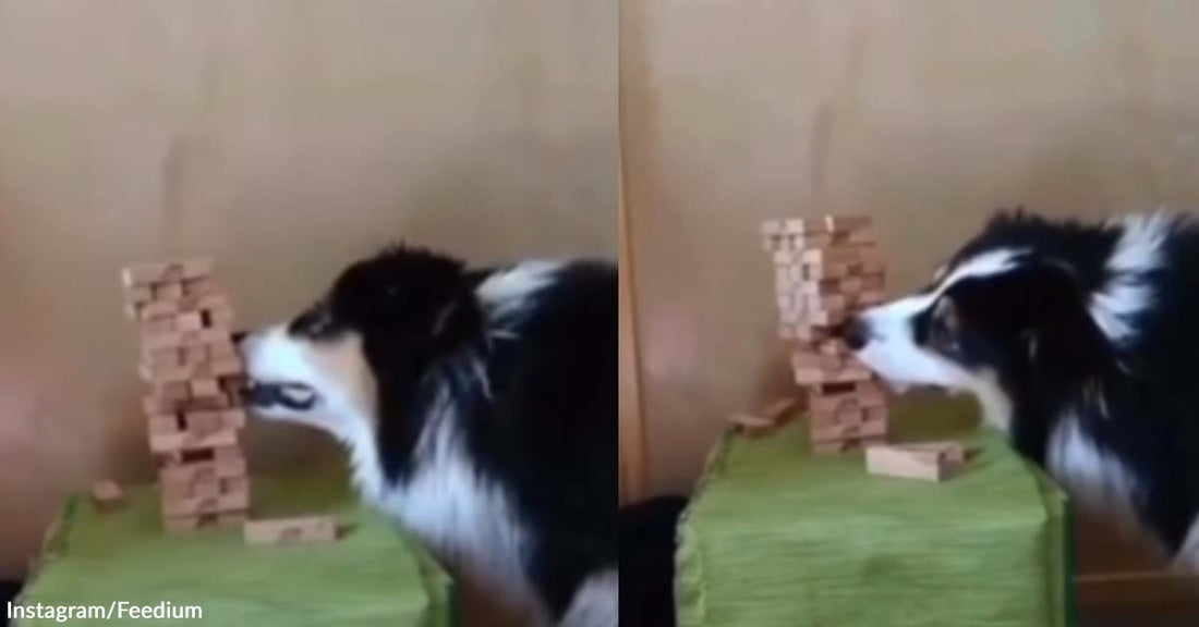 Pet Parent and Dog Bonded Over an Interesting Game of Jenga