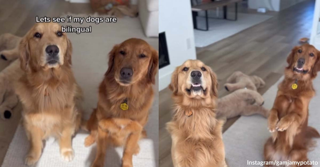 These Goldies are Undeniably Bright Dogs — Watch Them Respond to Two Languages