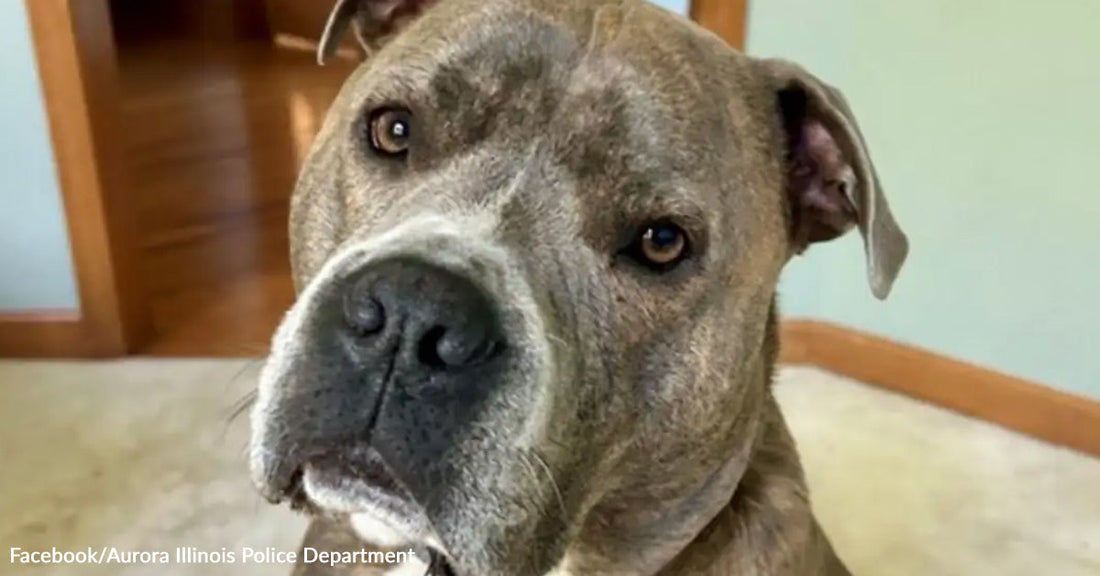 A brown and white dog with its head tilted.