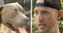 Close-up of a gray pit bull with its tongue out next to a man wearing a backward cap speaking outdoors.
