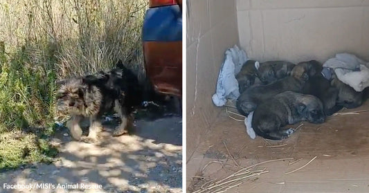 Split image showing a scruffy small dog outside near a vehicle on the left and a group of puppies resting inside a cardboard box on the right.