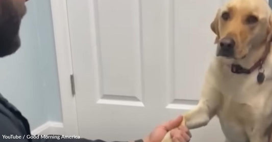 A Dog with a Sore Paw Learns How to Trust