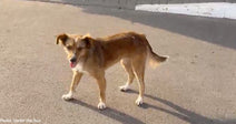 tan and white dog with tongue out looking at camera