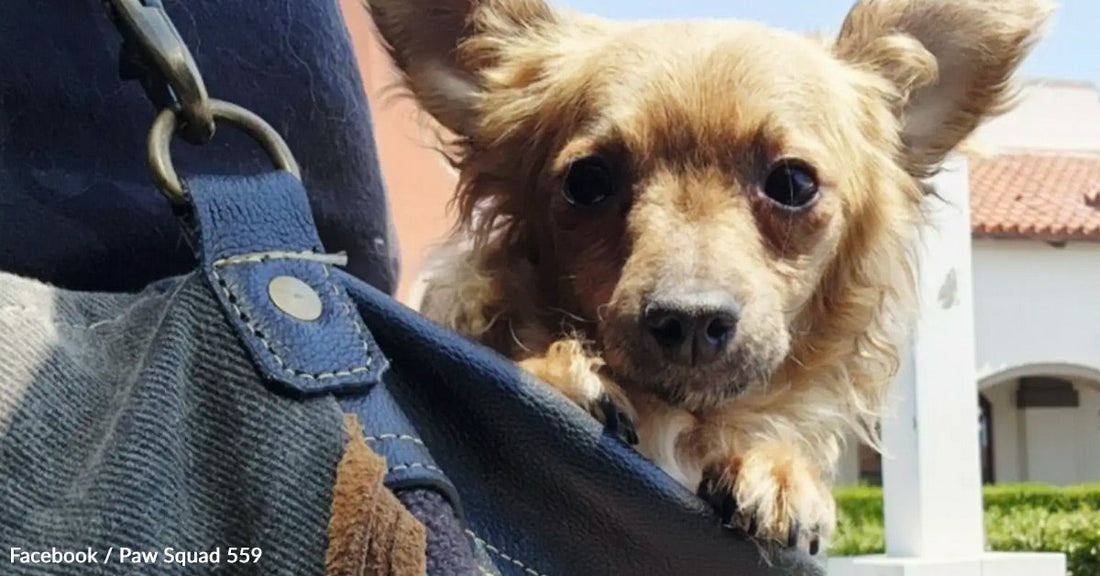 Small dog peeking from a bag, showcasing alert eyes and perked ears.