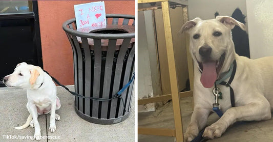 White dog sitting beside a trash can outside a building, tethered on a leash, with a handwritten sign behind it asking for a good home; paired with the same dog indoors, lying down and panting happily.