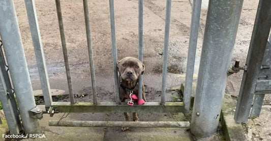 A dog looks through a gap in metal gates, appearing hopeful and curious.