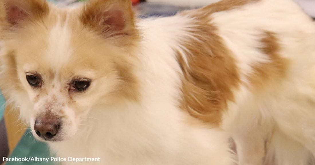 Small white-and-tan dog stands indoors, looking tired and unkempt.
