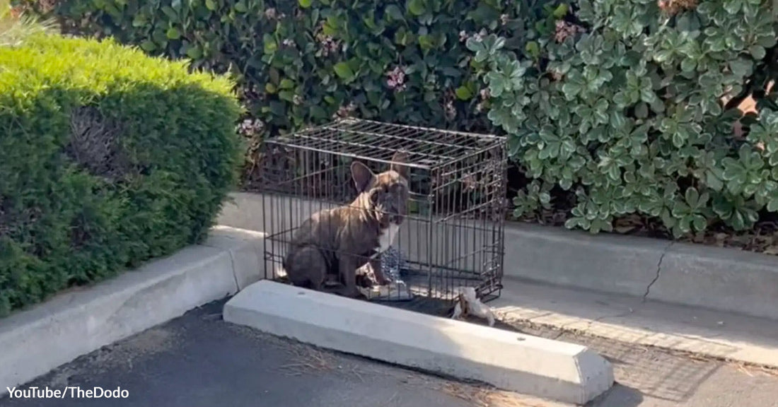 Driver Pulls Into Parking Spot And Finds Dog Trapped Inside Abandoned Crate  | GreaterGood