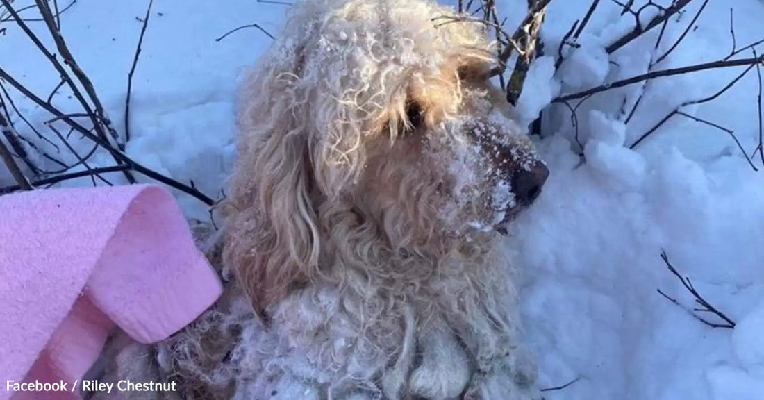 Fluffy dog sitting in snow, with snow on its fur, next to a pink blanket.