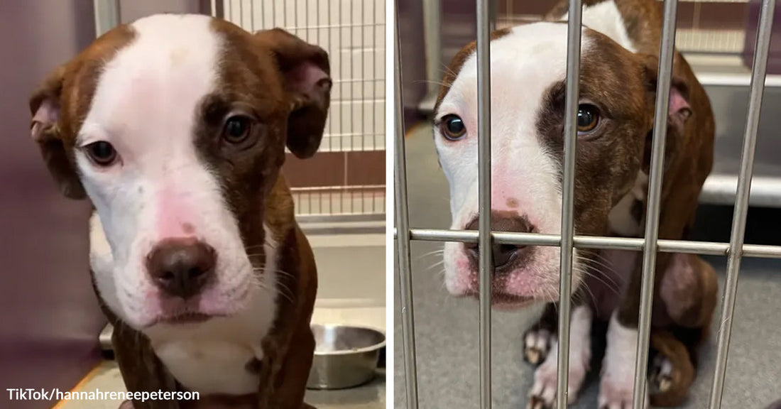 Brown-and-white puppy is shown close-up indoors and then sitting behind kennel bars in a split image.
