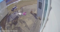 Security camera view of a dog sitting alone on a concrete patio outside a house in cold weather.