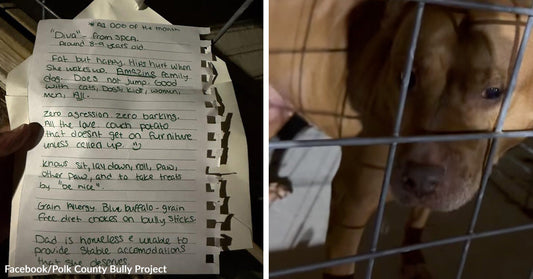 Handwritten note describing an older dog named Diva shown beside a brown dog looking through crate bars.