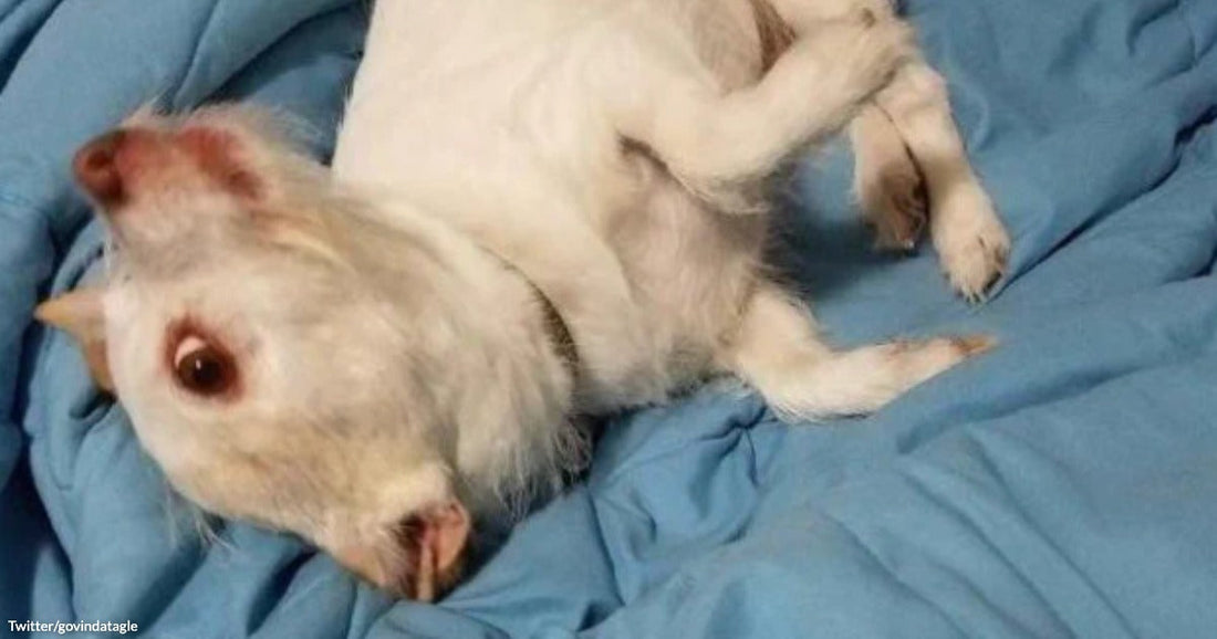 A small white dog lies stretched out on its side on a blue bed, looking up at the camera with large brown eyes.