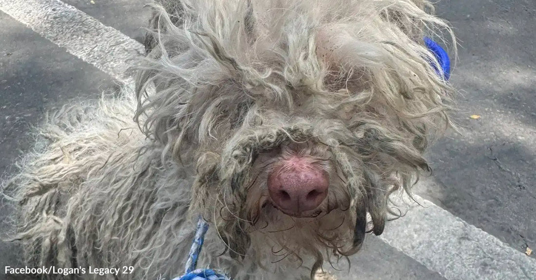 A dog with severely matted, dirty fur looks toward the camera while standing outdoors on pavement.