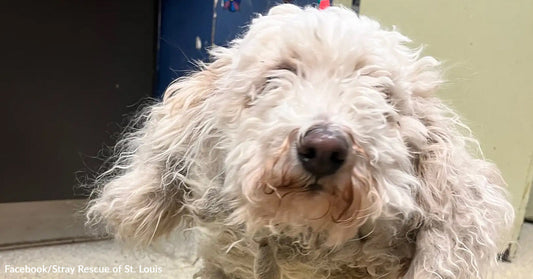 Severely matted white dog with long, tangled fur covering its eyes, standing indoors before grooming.