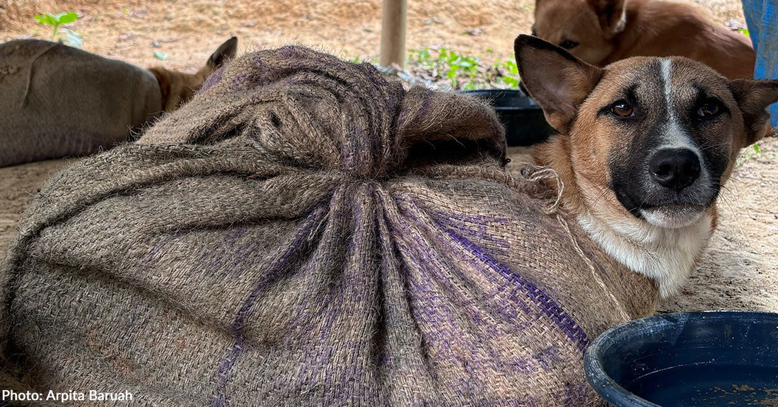 18 Dogs Tied in Sacks Rescued from Dog Meat Trade in India