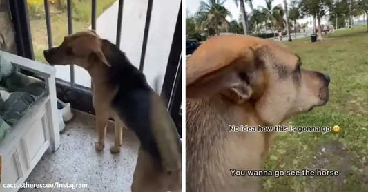 Split image of a tan-and-black dog standing by a screened porch door, then outdoors with ears blowing back while looking ahead in a grassy park.