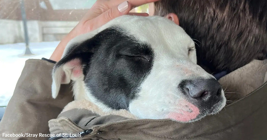 A black-and-white dog rests with eyes closed while being held against a person’s shoulder.