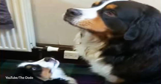 Surprise for a Lovable Bernese Mountain Dog! A Perfect Look-alike Puppy!