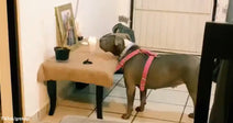 Gray dog wearing a pink harness standing in front of a small table with a framed photo and candle, appearing to look at a memorial setup.