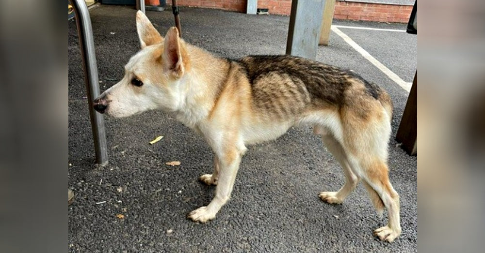 Dog Missing For 8 Years Instantly Recognizes His Dad In Emotional Reunion