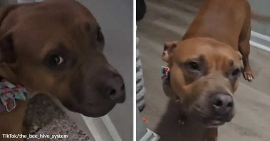 Split-screen close-ups of a brown dog indoors, first glancing sideways with a wary expression and then facing forward more calmly.