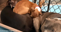 A small tan dog naps sprawled across the backs of two larger gray dogs inside a fenced play area.