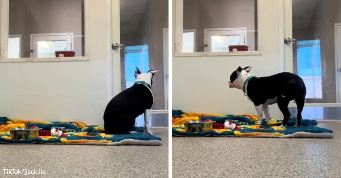 Black-and-white dog sitting on a blanket in a kennel facing a door; paired with the same dog standing on the blanket and looking toward the door.