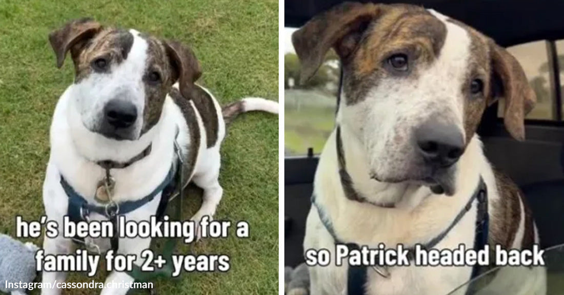 Side-by-side images show a white-and-brindle dog sitting on grass and later riding in a car, with overlaid text about him searching for a family for more than two years.