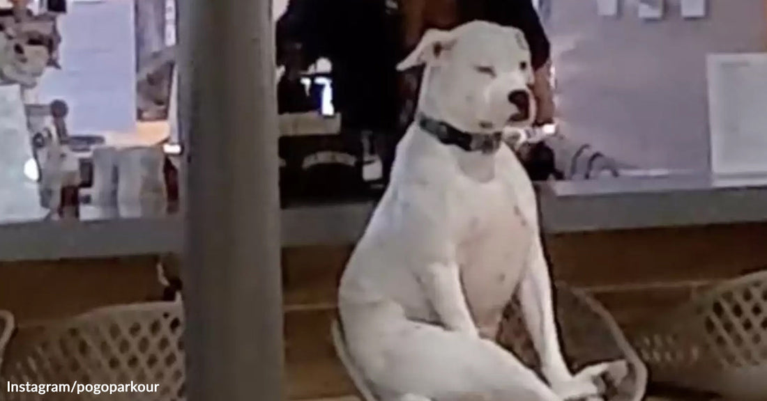White dog sitting upright on a barstool at a dog-friendly café, appearing unimpressed while other dogs gather below.