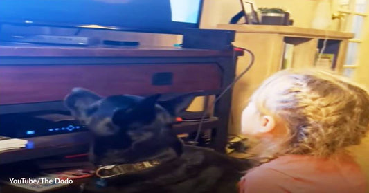 What is the Most Favorite Hobby of This Dog and His Little Sister? Watching TV!