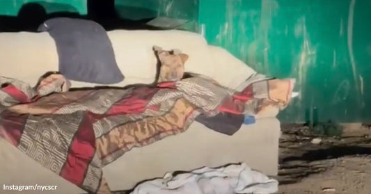 Brindle dog with a white chest sits upright on a discarded couch covered in blankets at night, positioned in front of large green dumpsters.