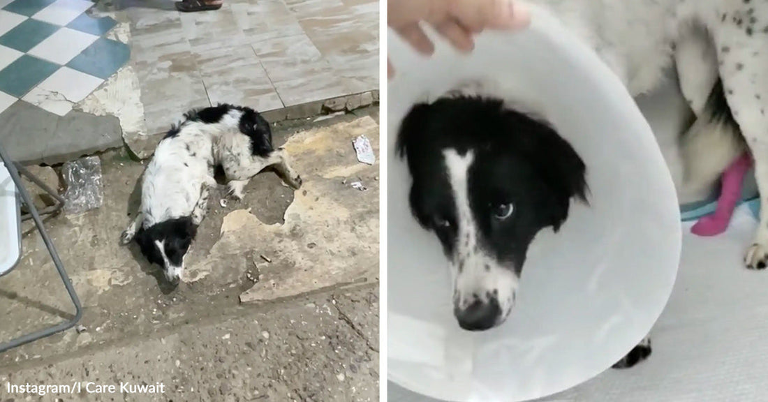 Split image of an injured black-and-white dog lying on a rough street surface before rescue and then standing indoors wearing a medical cone.
