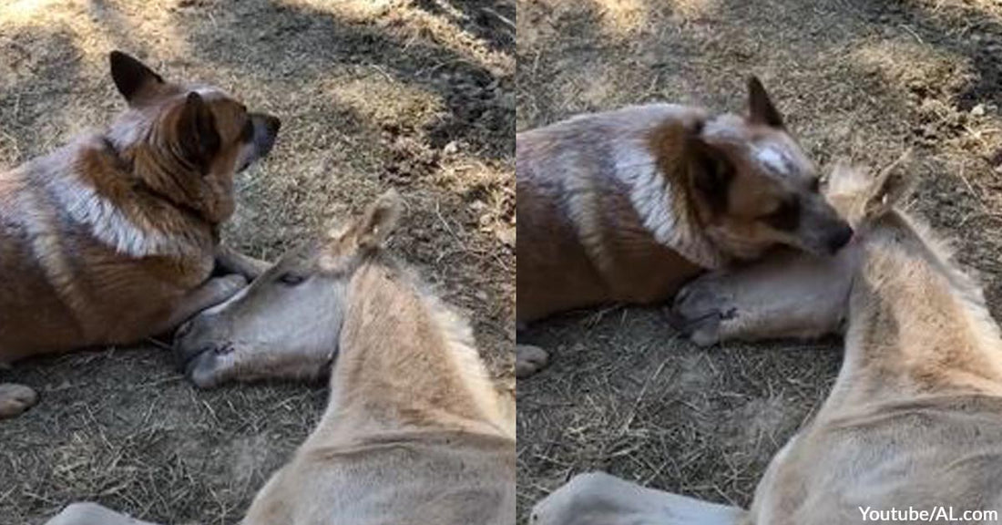 Grieving Orphaned Foal Found Comfort in The Presence of a Caring Dog