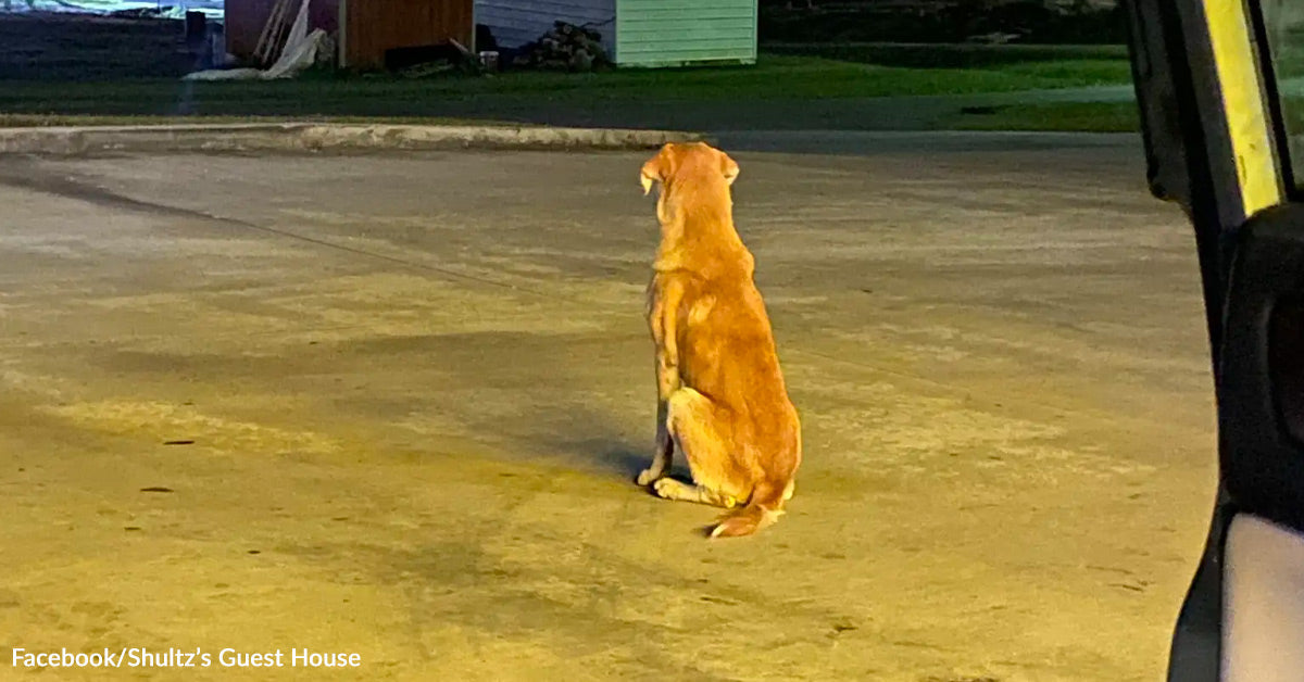 Abandoned Dog Left Outside Dollar Tree Refuses To Stop Waiting For ...