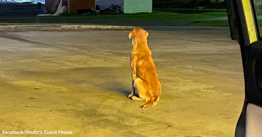 A golden retriever waits patiently in the light of a Dollar Tree.
