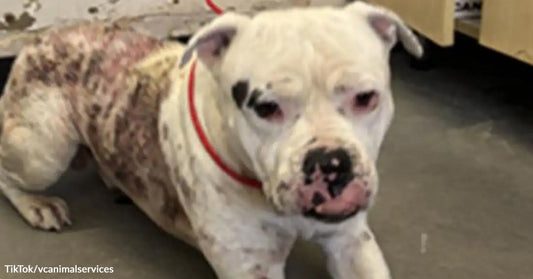 A white dog with spots and a red leash sits indoors, looking towards the camera.