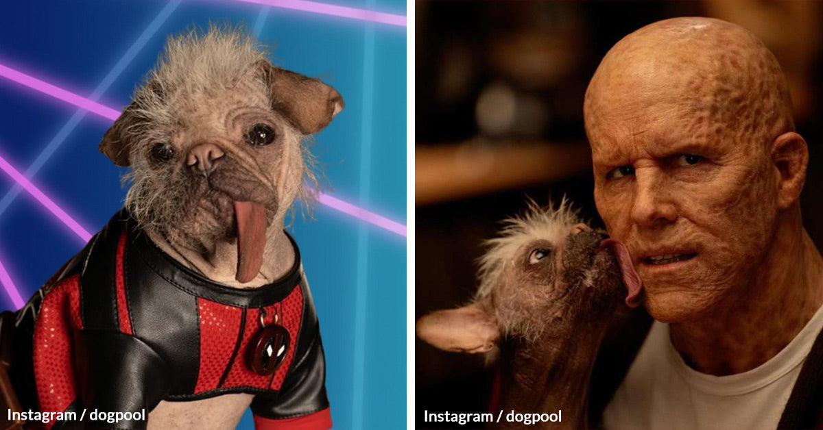 Britain’s Ugliest Dog Stars with Ryan Reynolds and Hugh Jackman in Dea