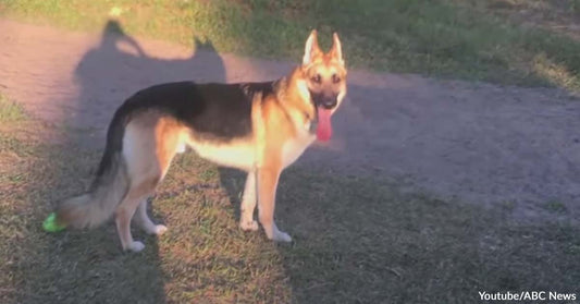 Young Girl Was Saved from a Rattlesnake’s Venomous Bite by a Brave Rescue Dog