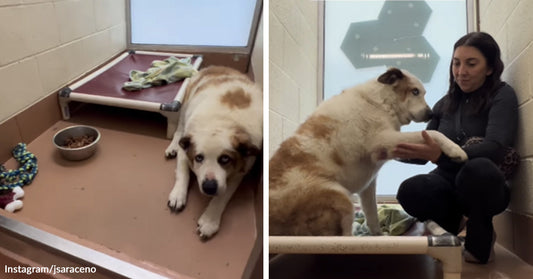A large white-and-tan dog lies low in a kennel beside a raised bed and food bowl, then gently offers a paw to a woman sitting with him.