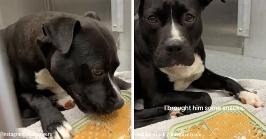 Side-by-side images show a black-and-white shelter dog eating treats in a kennel and then lying beside a snack tray while looking at the camera.