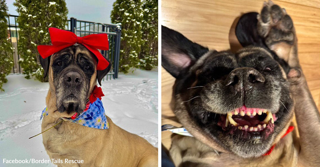 Large tan mastiff wearing a red bow and bandana in the snow, paired with a close-up of the same dog on its back, grinning with paws raised.